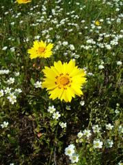 Coreopsis nuecensis