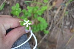 Chaenostoma hispidum