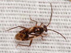 Eustictus