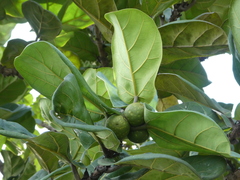Ficus lyrata