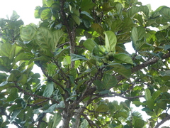 Ficus lyrata