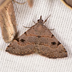 Nychioptera noctuidalis