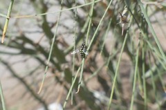 Austroscaeva occidentalis