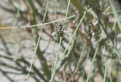 Austroscaeva occidentalis