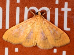 Psara dryalis
