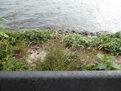 Cenchrus polystachios