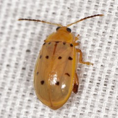 Walterianella durangoensis