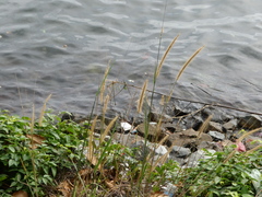 Cenchrus polystachios