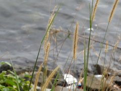 Cenchrus polystachios