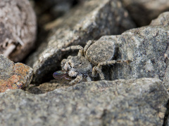 Aelurillus dubatolovi