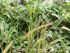 Cenchrus polystachios