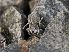 Aelurillus dubatolovi