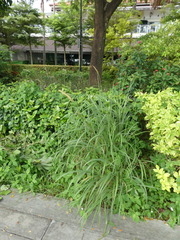 Cenchrus polystachios