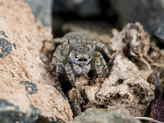 Aelurillus dubatolovi