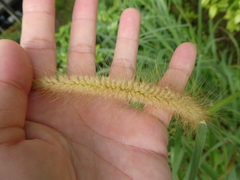 Cenchrus polystachios