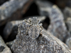 Aelurillus dubatolovi