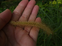 Cenchrus polystachios