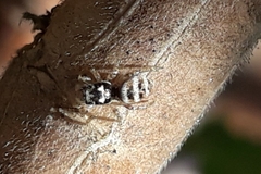 Salticus propinquus