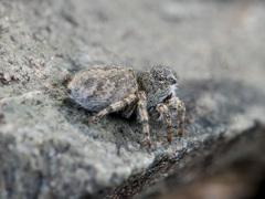 Aelurillus dubatolovi