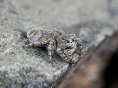 Aelurillus dubatolovi