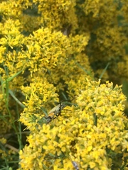 Chauliognathus misellus