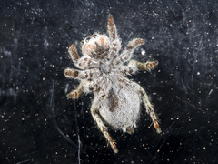 Aelurillus dubatolovi