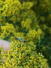 Chauliognathus misellus