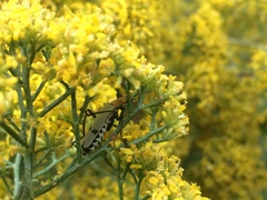 Chauliognathus misellus