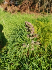 Dactylis glomerata