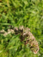 Dactylis glomerata