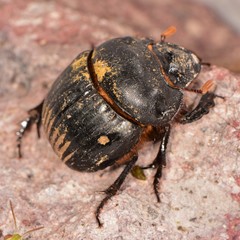 Dichotomius colonicus