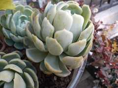 Echeveria elegans