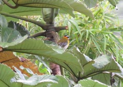 Spindalis portoricensis
