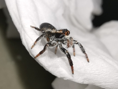 Carrhotus xanthogramma