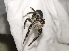 Carrhotus xanthogramma