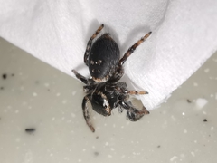 Carrhotus xanthogramma