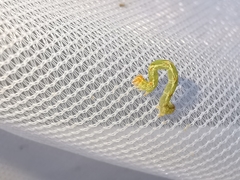 Cyclophora suppunctaria