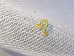 Cyclophora suppunctaria