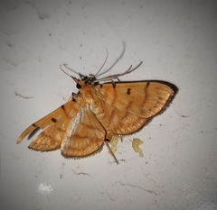 Dichocrocis