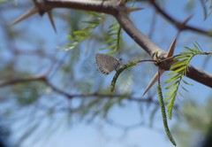 Leptotes trigemmatus