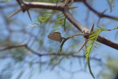 Leptotes trigemmatus