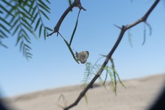 Leptotes trigemmatus