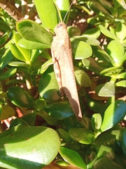 Anacridium aegyptium