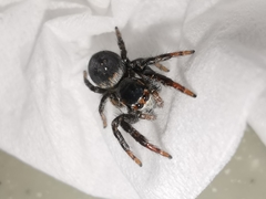 Carrhotus xanthogramma