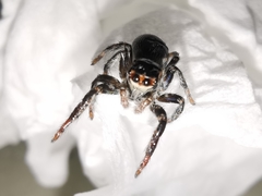 Carrhotus xanthogramma