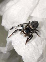 Carrhotus xanthogramma