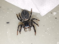 Carrhotus xanthogramma