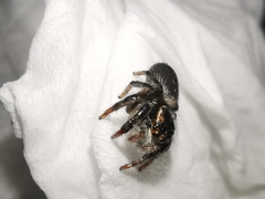 Carrhotus xanthogramma