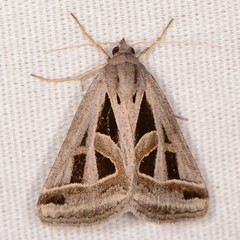 Callistege diagonalis
