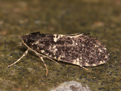 Lepidoptera